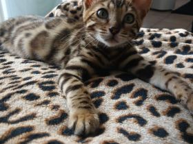 Findus und Flash zwei Reinrassige Bengalkaterchen mit Stammbaum