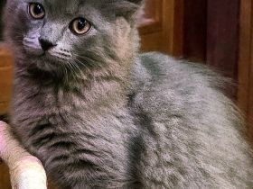 Ragdoll- und Nebelung-Mädchen