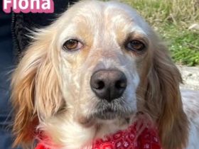 Fiona, 02/22 - zarte Seele mit großem Herzen