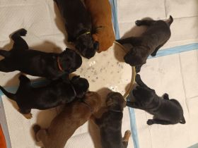 American Bully / boxer-labradormix Welpen zu verkaufen