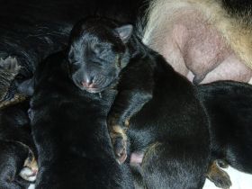 deutsche Schäferhundwelpen