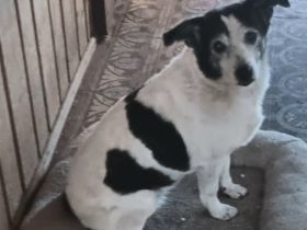 Xipsy sucht Altersruhesitz