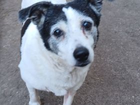 Xipsy sucht Altersruhesitz