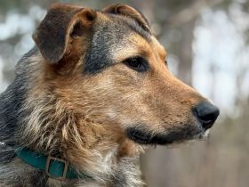 Flinti freut sich auf sein neues Leben mit dir