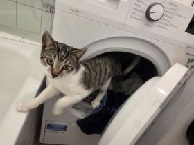 EKH Kater 5 Monate alt