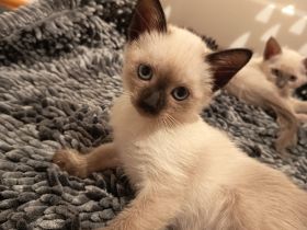 Reinrassige Siam Kitten Wurfankündigung