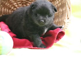 Großspitzwelpen - Die Welpen sind da!