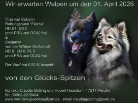 Großspitzwelpen - Wurfankündigung