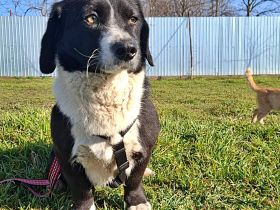 Daizy, eine freundliche kleine Lady