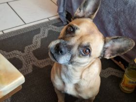 Jule sucht ein Zuhause