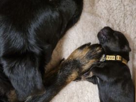 Mischlingswelpen Kaukasischer Owtscharka / Schäferhund