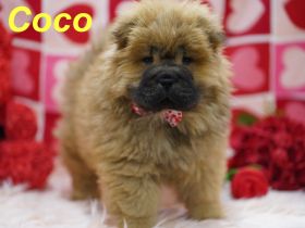 Bezaubernde & Gesunde Chow Chow Welpen auf Familiensuche