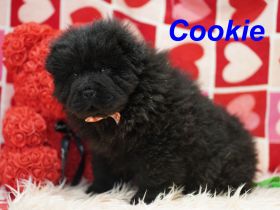 Bezaubernde & Gesunde Chow Chow Welpen auf Familiensuche