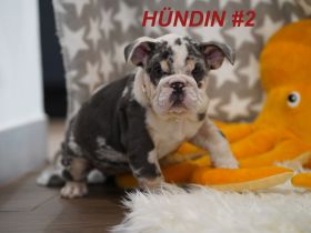 Gesunde & Reinrassige Englische Bulldogge Welpen