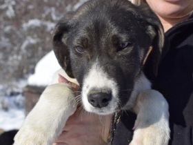 Hübscher Jungspund Matti sucht seine Menschen