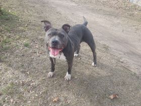 American Bulldog mix Hündin 2,5 Jahre