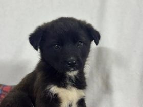 Zartes Hundemädchen Püpi