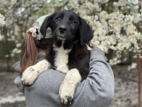 Zartes Hundemädchen Püpi