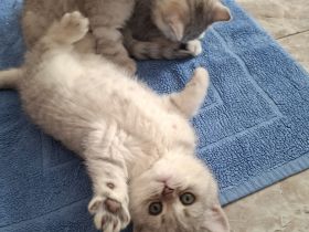 BKH Kitten, reinrassig