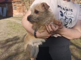 Der kleine Brie wartet auf dich