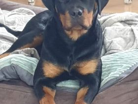 Rottweiler weiblich 1 Jahr ,ganz lieb
