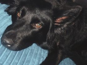 Terra - Sucht neues Zuhause