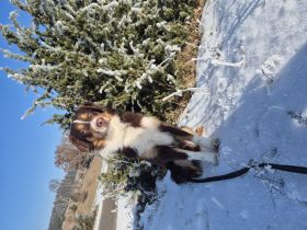 Deckrüde Australian Shepherd