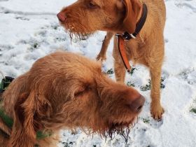 Magyar Vizsla Drahthaar Welpe