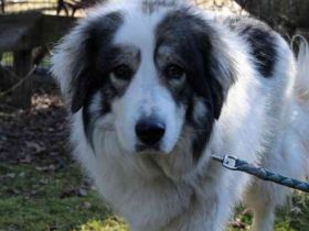 Mischa,Pyrenäenberghund-Mix-Hündin, geb. 2022, su. ein Zuhause mit viel Platz und Herz