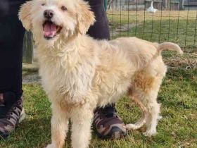 Karena, Mischlingshündin, geb. 2018, Wuschelhündin mit kleinem Handicap