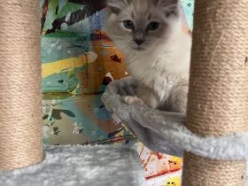 Reinrassiger Ragdoll-Kater (3 Monate) – nur in liebevolle Hände