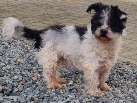 Andi, Zwergpudelmix, geb. 2015, kleiner, blinder Wuschelsenior