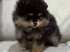 Wunderschöne Pomeranian-Welpen zu verkaufen