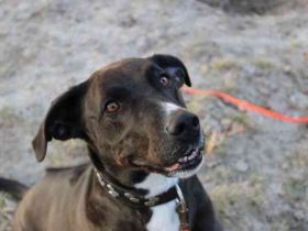 Bonny, Ridgeback-Border Collie-Mix,geb. 2018, freundlich und gut erzogen