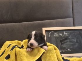 Border Collie Welpen