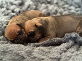 Rhodesian Ridgeback Welpen – reinrassig, 01.03. geboren, 5 Hündinnen & 4 Rüden