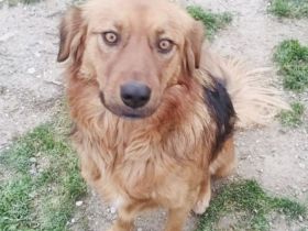 Toller Familienhund sucht Körbchen