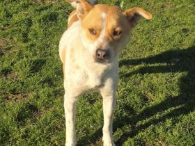 Labrador Mix sucht Familie