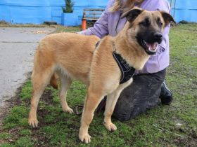 Freundliche und aktive Sioux sucht Zuhause