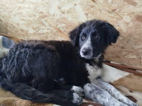 Zutraulicher und freundlicher Berti sucht Heimat