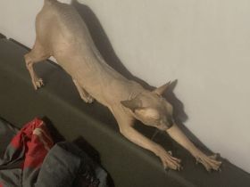 Deckkater Don Sphynx