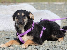 Liebenswerte kleine - Surina