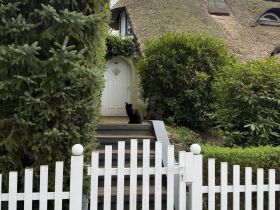 Schwarzer EKH-Kater (3,5 Jahre, Freigänger) sucht liebesvolles Zuhause