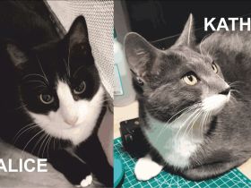 Alice und Kathy suchen gemeinsam ein neues Zuhause (als Wohnungskatzen)