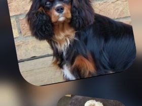 Cavapoowelpen/Wurfankündigung