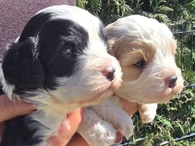 Cavapoowelpen/Wir sind da.