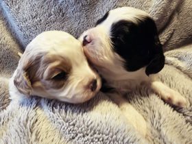 Cavapoowelpen/Wir sind da.