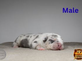 American Bully Welpen mit ABKC Ahnentafel Top Stammbaum