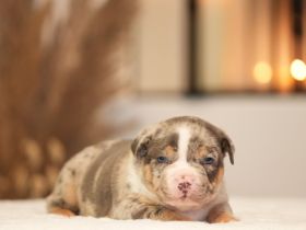 American Bully Welpen mit ABKC Ahnentafel Top Stammbaum