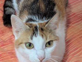 Hauskatze (EKH) Rosi sucht ein liebevolles, wunderschönes Zuhause